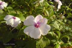 Impatiens walleriana